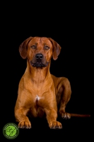 20160910-dante 6